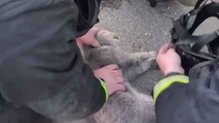 МЧС Беларуси сняло трогательное видео со спасением кошки