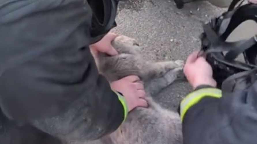 МЧС Беларуси сняло трогательное видео со спасением кошки