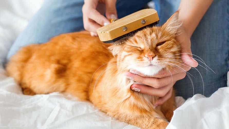 Как часто нужно вычесывать кошку? Вот что делать, если она сопротивляется