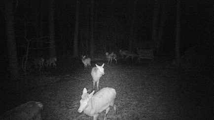 Что делают дикие животные в белорусских лесах по ночам? В Минлесхозе показали кадры скрытой съёмки