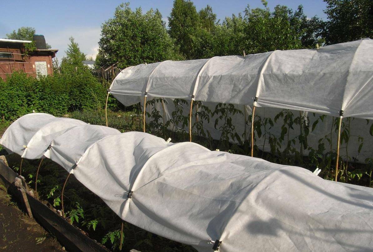 Как белорусам уберечь рассаду помидоров от замерзания? Обязательно запомните эти правила