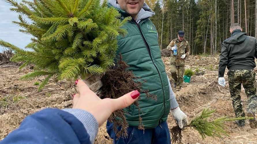 Гродненские лесхозы позвали белорусов садить лес. Сколько пообещали платить?