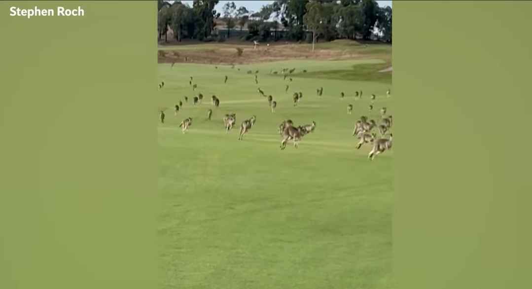 Сотни "паникующих" кенгуру прервали соревнования в гольф