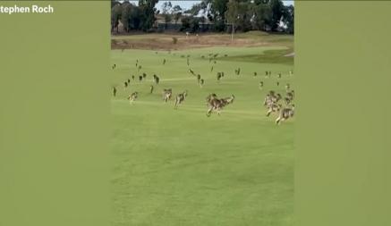 Стивен Рош снял видео, когда играл в гольф
