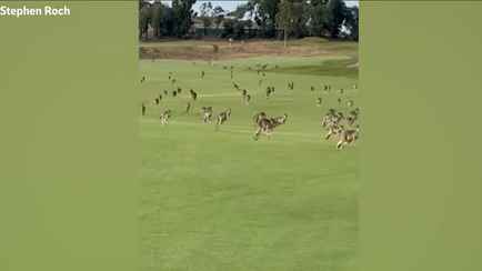 Сотни «паникующих» кенгуру прервали соревнования в гольф