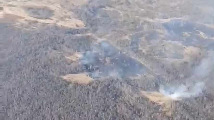 В Беларуси зафиксировали первые лесные пожары. Где?