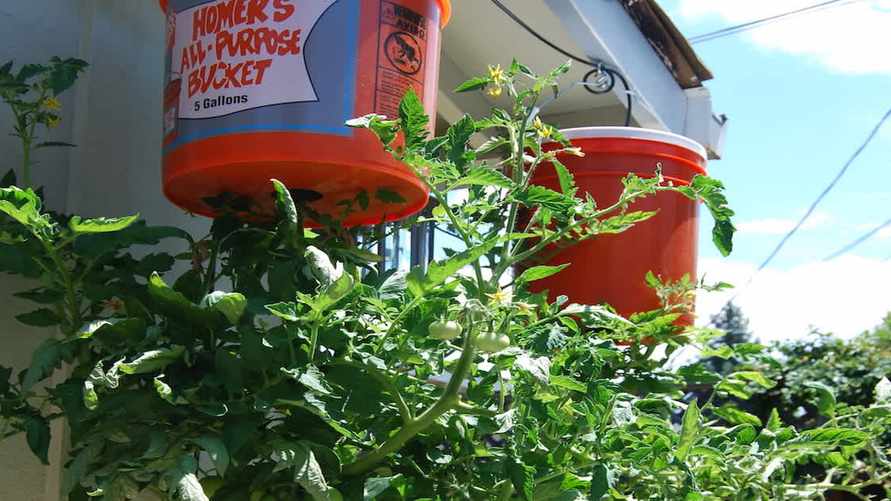 Вверх дном. Этот способ позволит вырастить помидоры даже на балконе