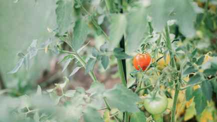 Как белорусам уберечь рассаду помидоров от замерзания? Обязательно запомните эти правила