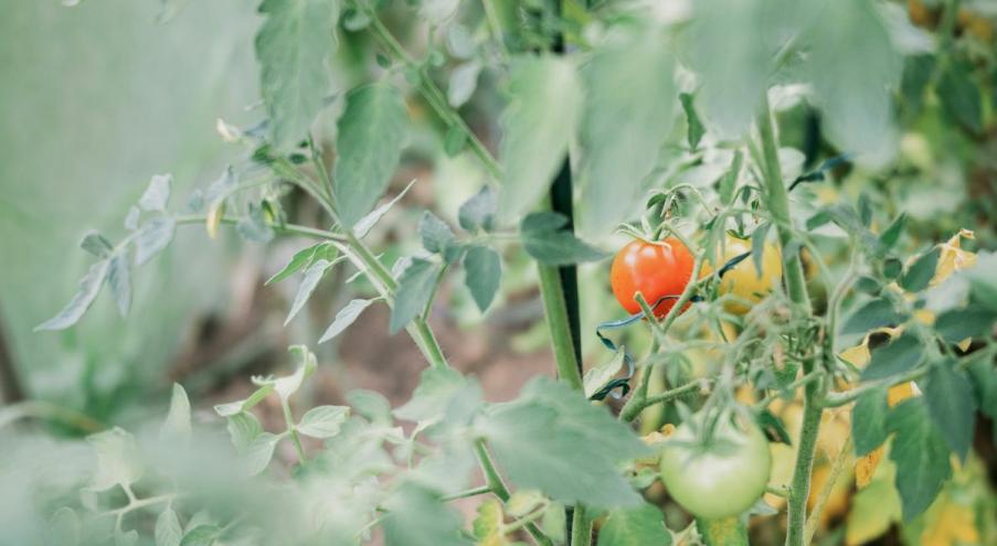 Как уберечь рассаду томатов от замерзания Чтобы избежать