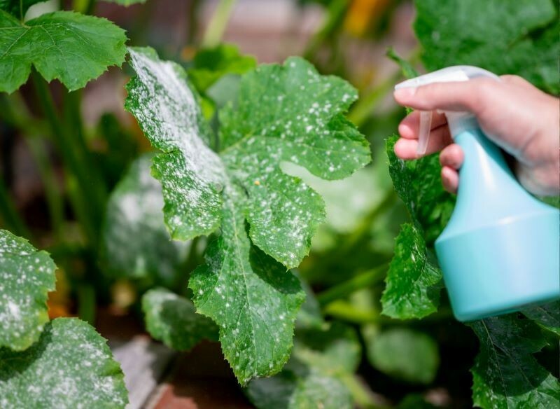 Как использовать соду для защиты растений на огороде? Собрали важные правила