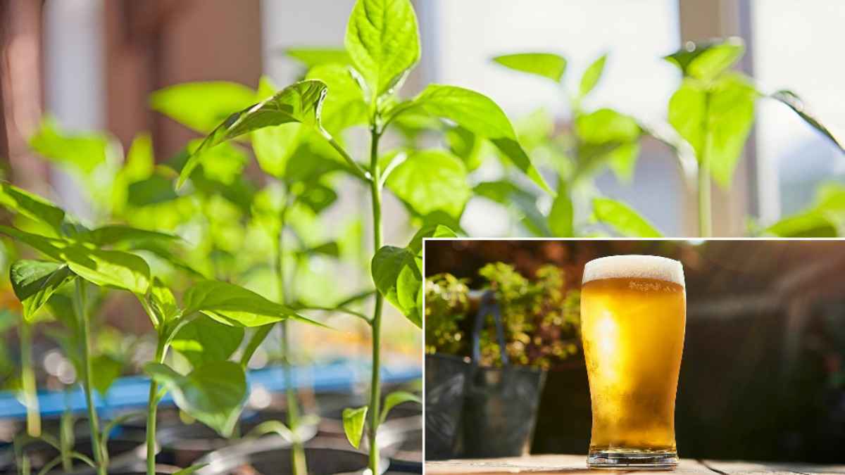 Эту рассаду белорусам посоветовали дважды полить пивом. А что запретили подкармливать, чтобы не испортить вкус?
