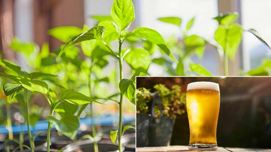 Эту рассаду белорусам посоветовали дважды полить пивом. А что запретили подкармливать, чтобы не испортить вкус?