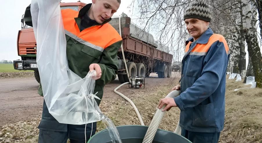 Согласно белорусскому законодательству, самостоятельно заготавливать берёзовый сок можно