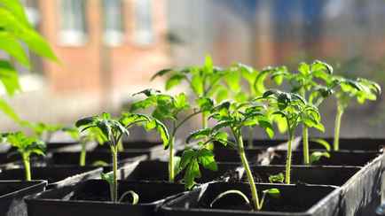 Когда белорусам сеять помидоры на рассаду в марте? Лучшие дни