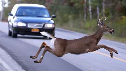 В МВД Беларуси рассказали, когда дикие животные массово начнут выбегать на дороги