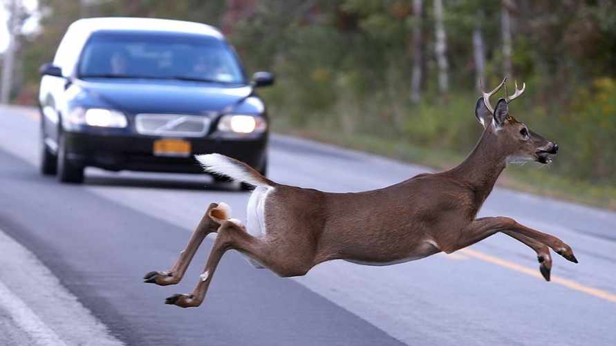 В МВД Беларуси рассказали, когда дикие животные массово начнут выбегать на дороги