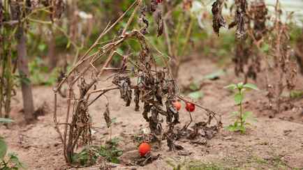 Что делать, если посадили много растений, но ничего не взошло? Причина может быть в этом
