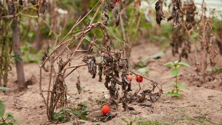 Что делать, если посадили много растений, но ничего не взошло? Причина может быть в этом