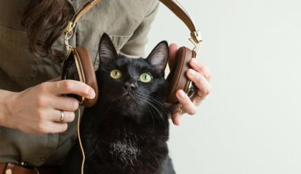 Какая музыка понравится вашей кошке? Ученые дали ответ