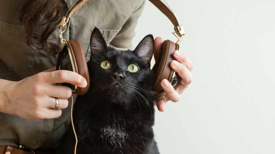 Какая музыка понравится вашей кошке? Ученые дали ответ