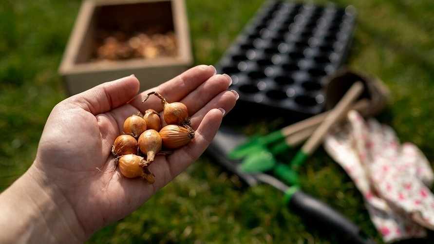 Какие овощи нельзя сажать рядом с луком? Проверьте, чтобы получить действительно хороший урожай
