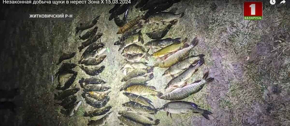 Скриншот: телеканал "Беларусь 1"