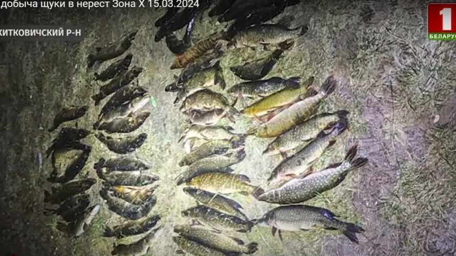 Скриншот: телеканал "Беларусь 1"