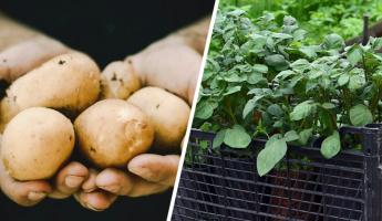 Как белорусам вырастить картошку через рассаду? Получите хороший урожай уже в июне