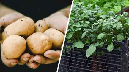 Как белорусам вырастить картошку через рассаду? Получите хороший урожай уже в июне