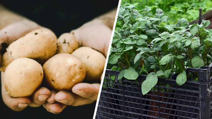Как белорусам вырастить картошку через рассаду? Получите хороший урожай уже в июне