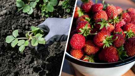 Положите это под каждый кустик клубники. Ягоды будете собирать большими мисками