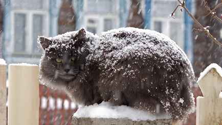 Белорусы поделились видео мартовского снега, а синоптики рассказали, когда вернётся весна и +15°С