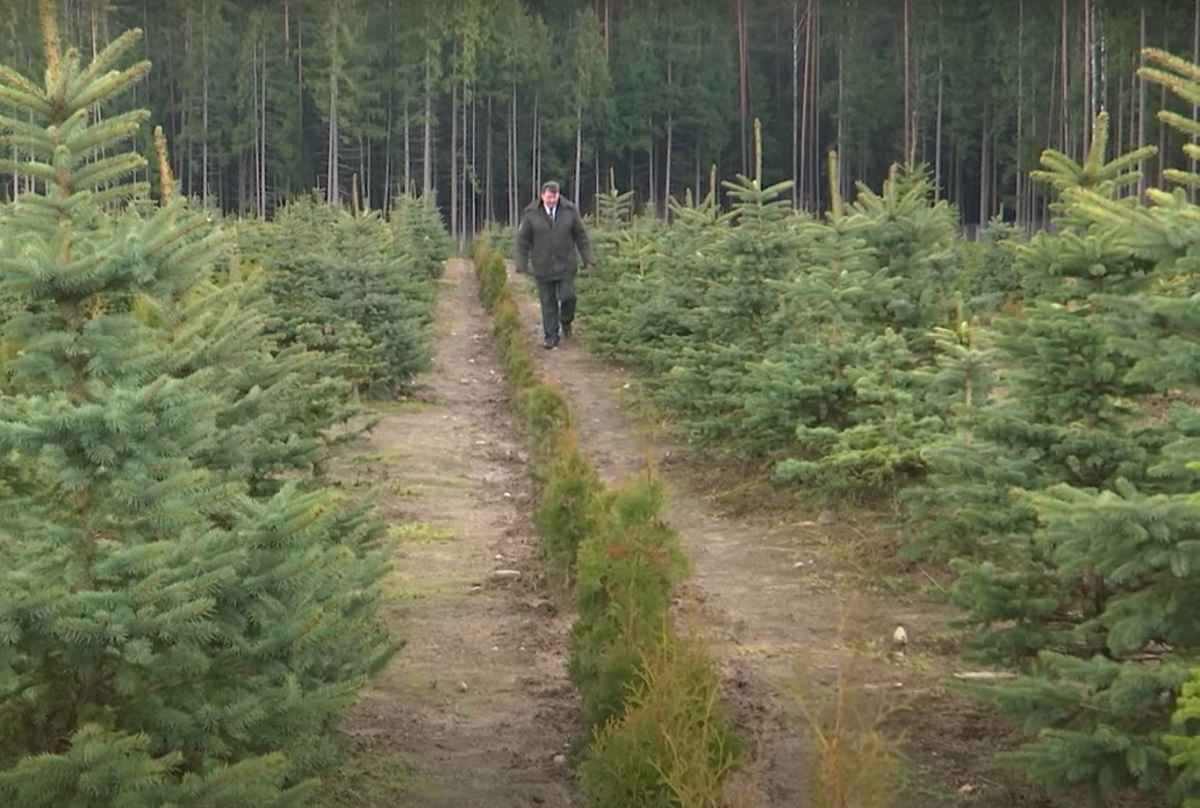 Скриншот СТВ