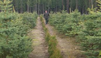 За сутки число районов Беларуси, где ввели ограничения на посещение лесов, выросло в 6 раз