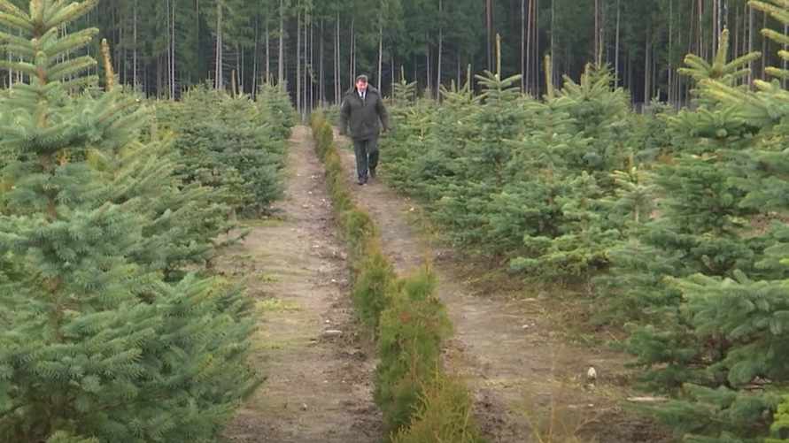 Скриншот СТВ