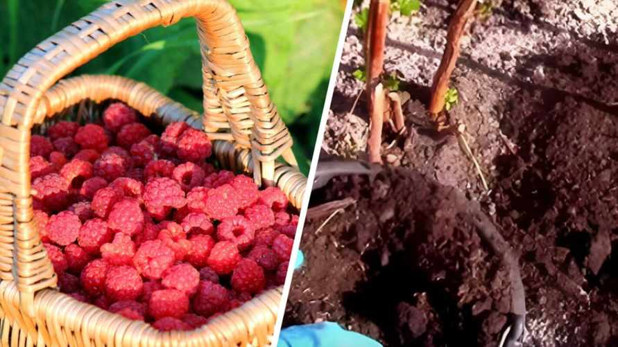 Выложите под малину тонкий слой этого домашнего средства. Будете собирать ягоды большими корзинами