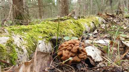 Старые выбросить. Специалисты рассказали, как белорусам избежать отравления грибами