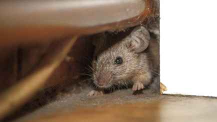 Как легко сделать мышеловку в домашних условиях? Понадобятся бутылка, стеклянная миска или стакан с монетой