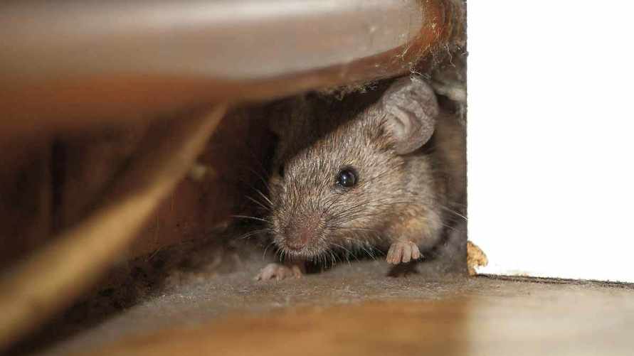 Как легко сделать мышеловку в домашних условиях? Понадобятся бутылка, стеклянная миска или стакан с монетой