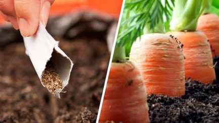 Как белорусам вырастить большую и сочную морковь? Вот что стоит сделать во время и после посева