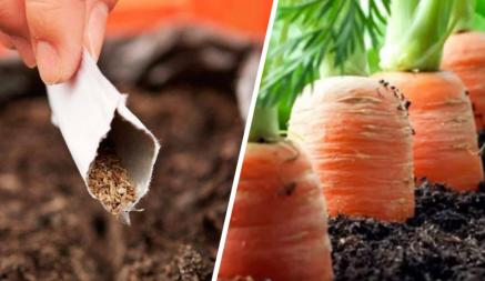Как белорусам вырастить большую и сочную морковь? Вот что стоит сделать во время и после посева