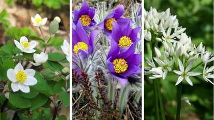 Штраф от 400 рублей. За срыв каких цветов могут наказать белорусов? Список и фото