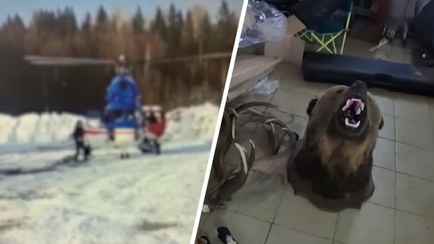 Охотились на медведя с вертолёта. На Витебщине задержали группу браконьеров