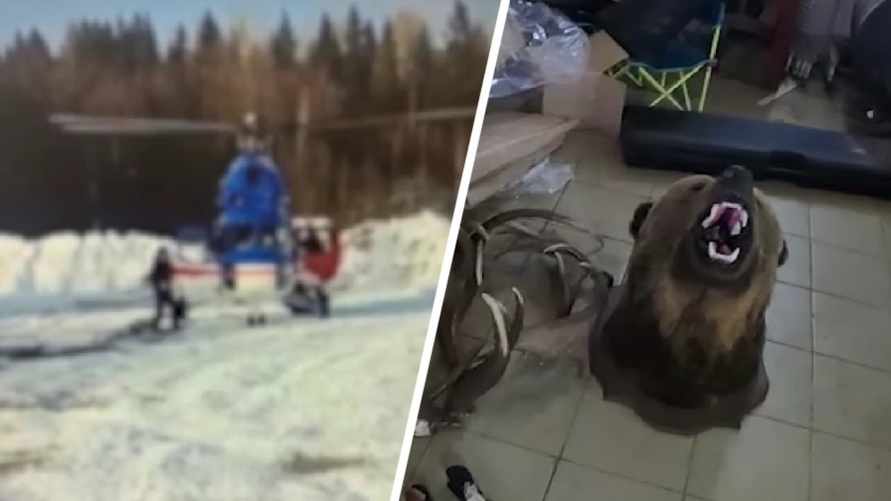 Охотились на медведя с вертолёта. На Витебщине задержали группу браконьеров
