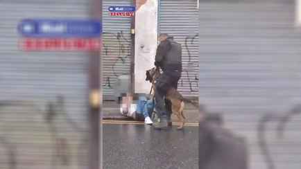 Полицейская собака стащила штаны с предполагаемого преступника во время задержания