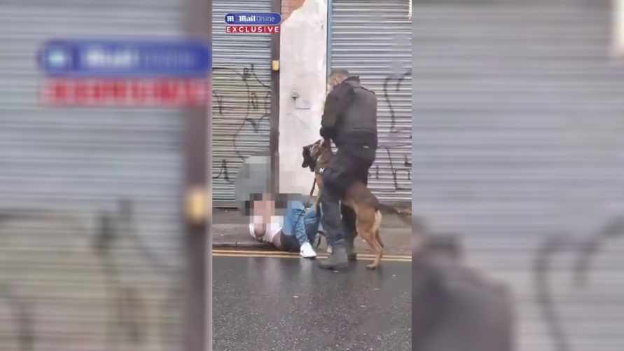Полицейская собака стащила штаны с предполагаемого преступника во время задержания
