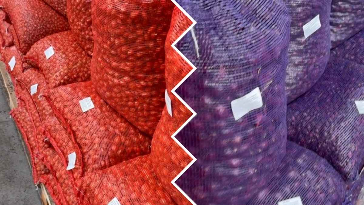 "Некоторые сорта можете и не найти" - Белорусам посоветовали быстрее купить лук-севок. Почем уже продают?