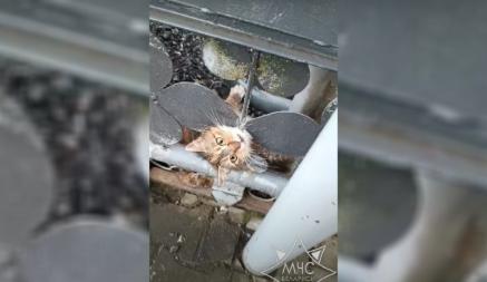 Белорусские спасатели показали, как спасли застрявшую в ограждении кошку