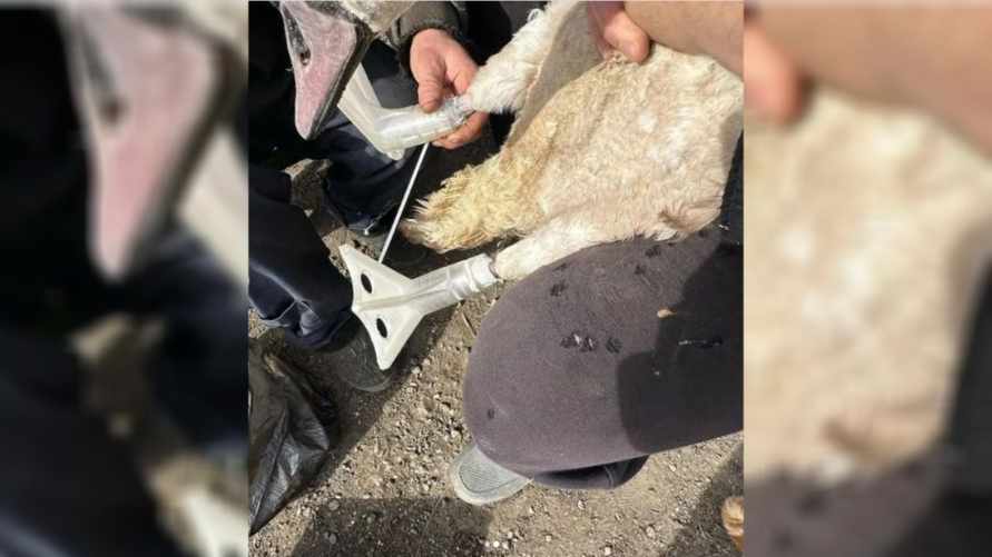 Белорус изготовил протезы для пострадавшего лебедя. Теперь он снова может ходить