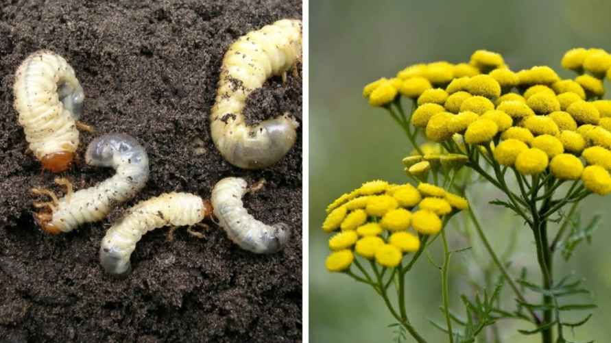 Избавиться от белых личинок можно с помощью пижмы